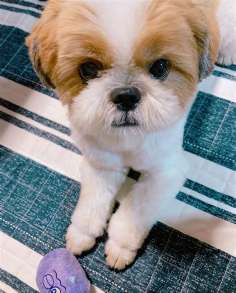 shih tzu for sale los angeles ca